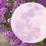 pink moon