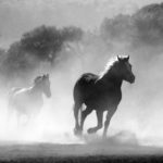 nature-animal-fog-freedom-52500